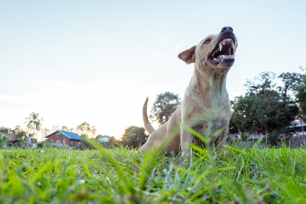 South Carolina dog bite laws